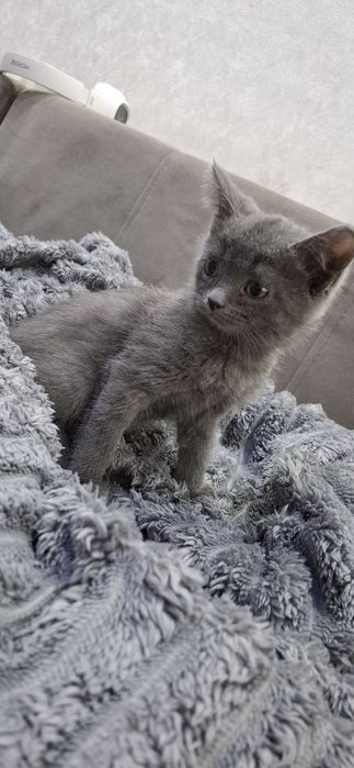 Скоттиш фолд и страйт котята