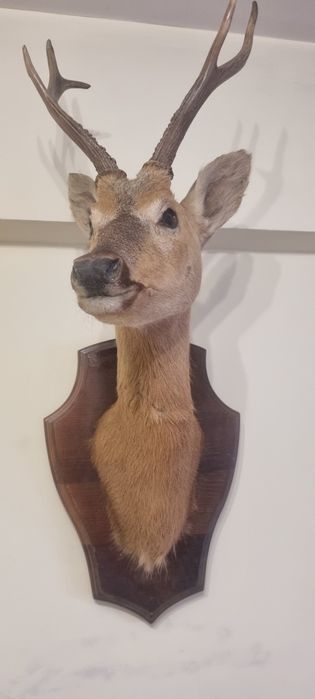 Чучело головы "Касули"