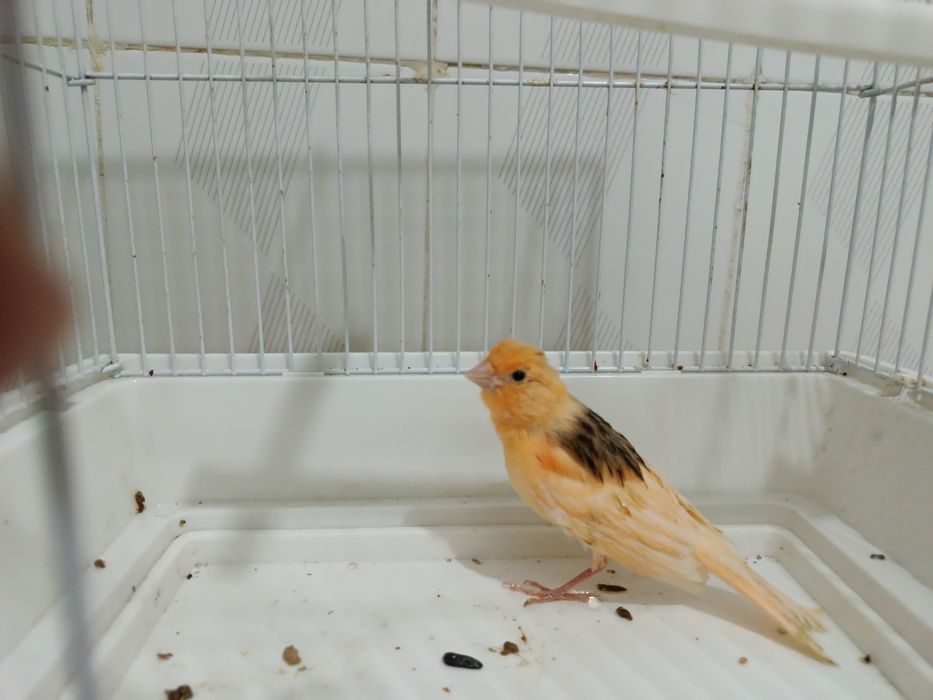 Канарейка молодой нар