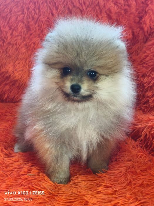 Очаровательные щенки шпица.