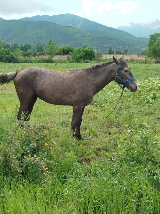 Керемет 3 жасар байтал ...