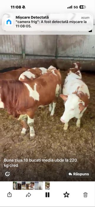 Vand taurasi/vitei intre 280-350 kg