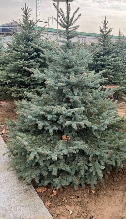 Голубые ели.(Россия)