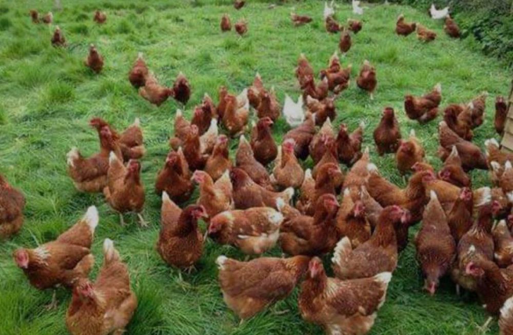 Куры несушки Ломан Браун