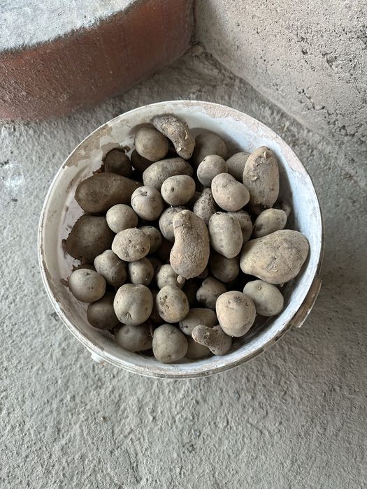 Семен кортошки с огорода