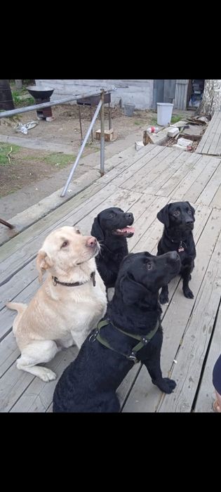 Отдам в добрые и хорошие руки