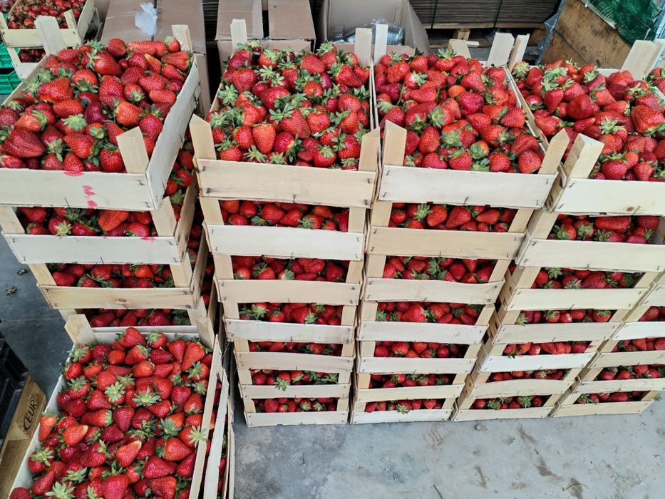 Stoloni soiul Aprica si soiul Murano