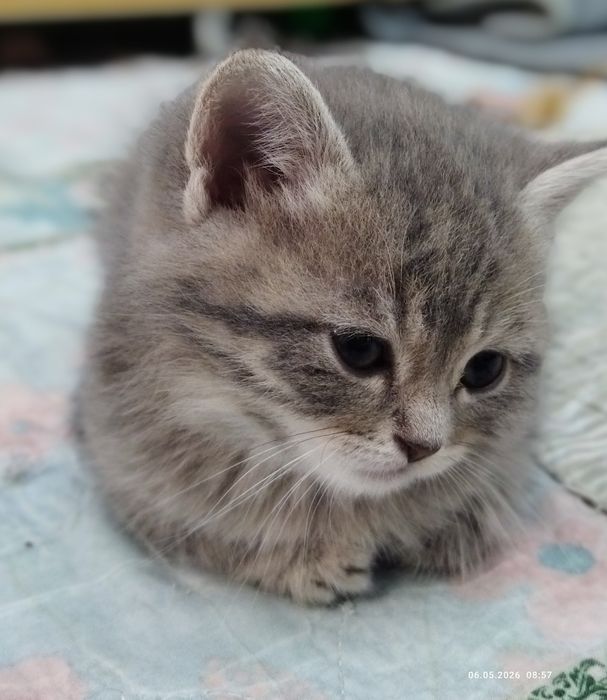 Продаются шотландские котята