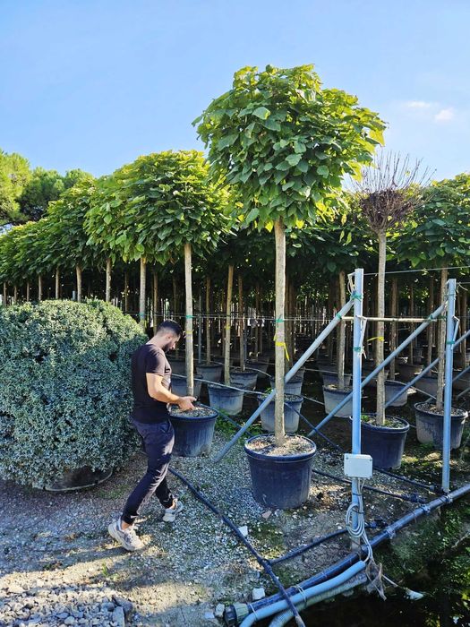 Plante Ornamentale de Elită – Gata de Transformare