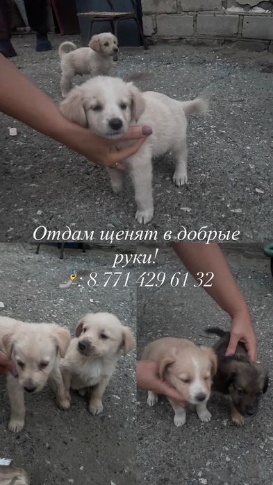 Отдам щенят в добрые руки, 1,5 месяца, едят все .