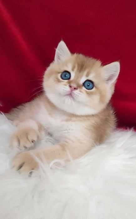 котенок Британец мальчик тозза кон золотая шиншилла