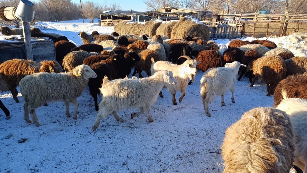 Қойлар мен ешкілер