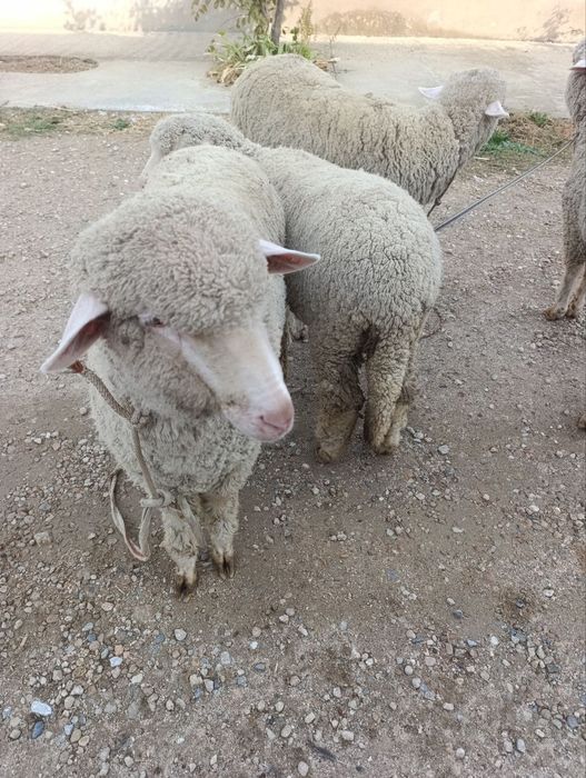 Bug'oz   Quy merenos parotadi urg'ochi  5ta bor 10 11 oylik