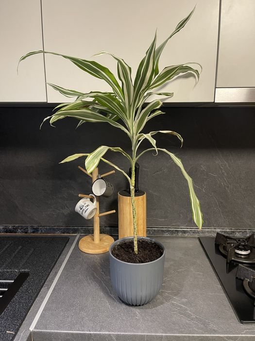 Домашние цветы