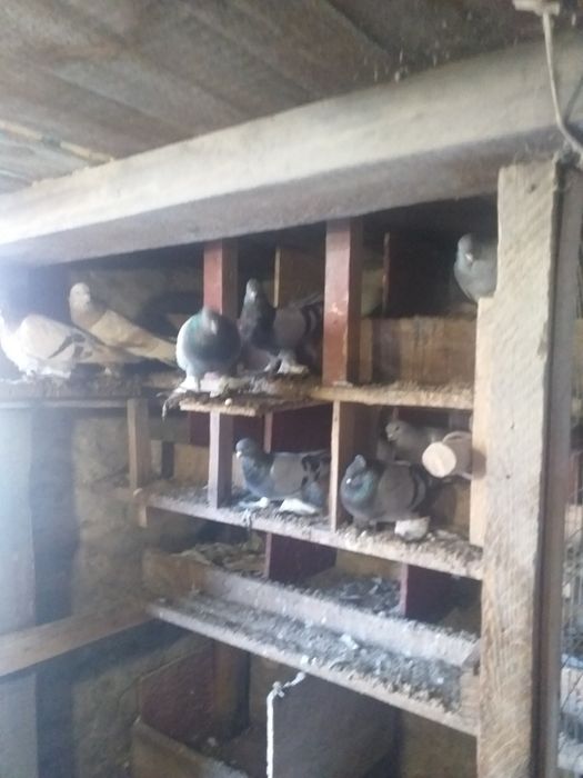 Отдам голубей, смотреть некому