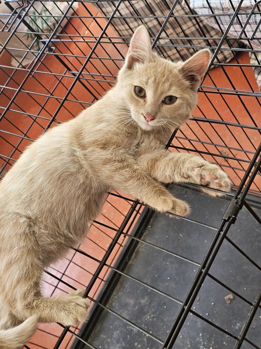 Котята в надёжные руки!