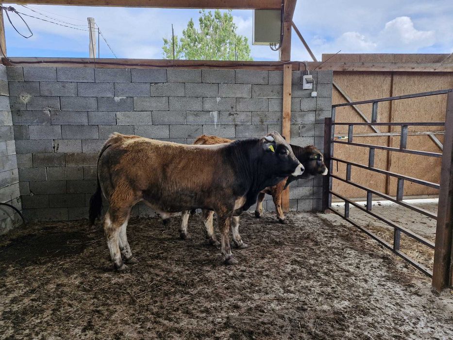 Tauri de Aubrac 2 buc.