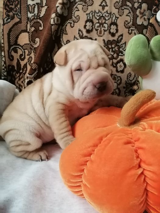 Бронь малышек три девочки