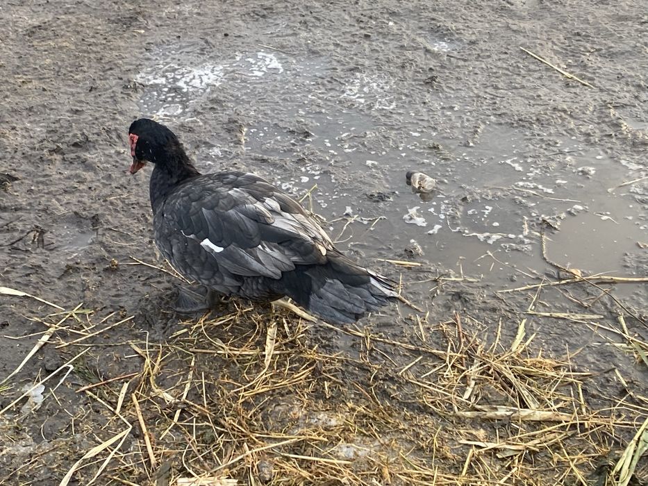 Подам уток лавандовых