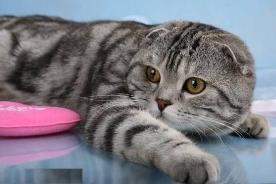 Кошки/коты стерилизованные