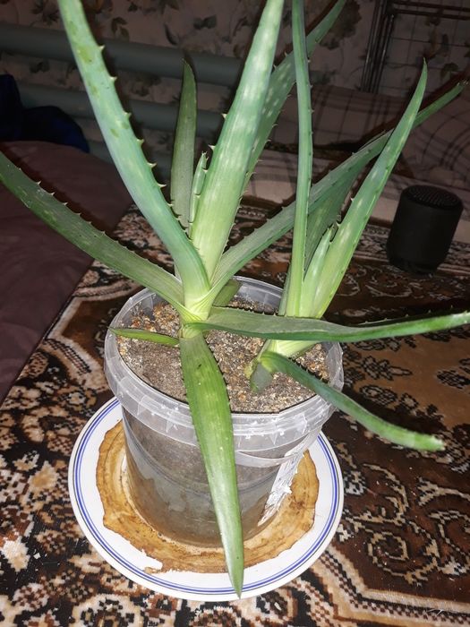 Продам Алоэ Вера