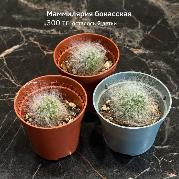 Кактусы, рипсалис