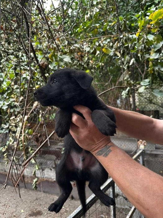 Продам щенков, метисы