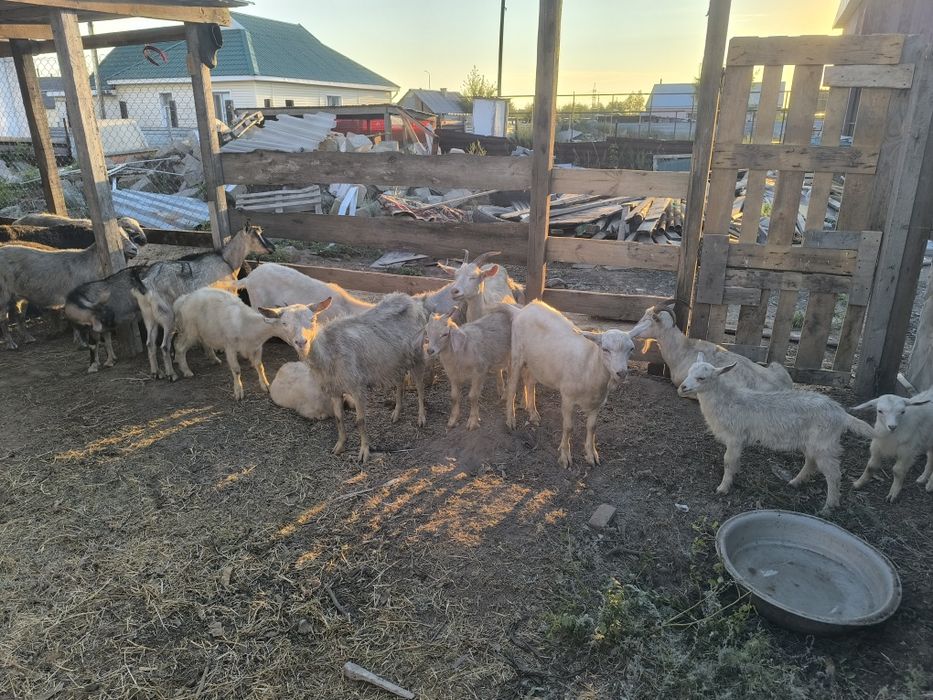 Ешкі, лақ, теке,