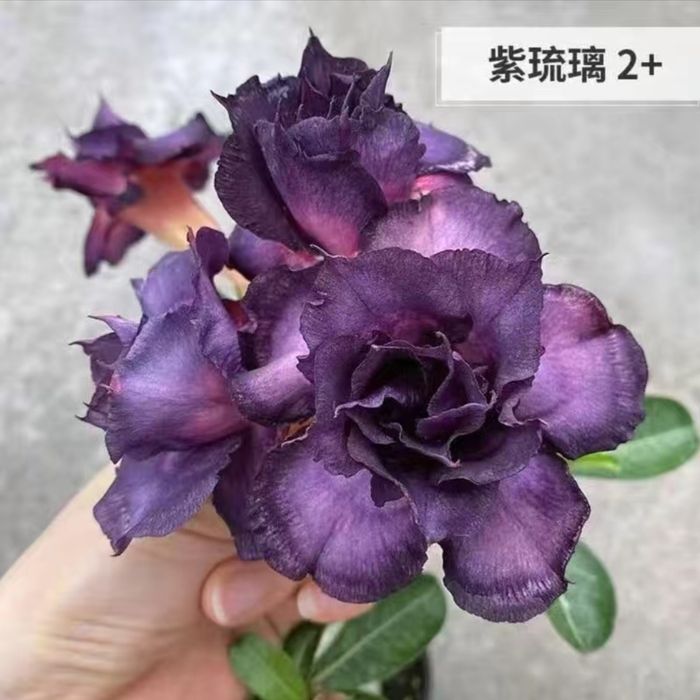 Сортовые адениумы из Китая