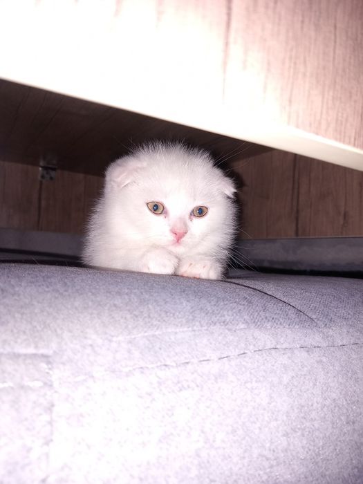 Котёнок, шотландская веслоухая