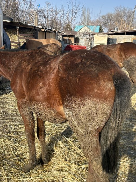 Ұреашы тай жеребчик байтал