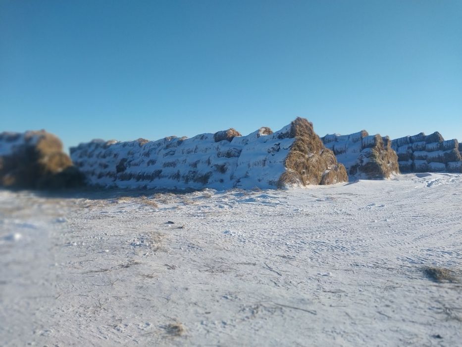 Продам сено в рулонах с доставкой