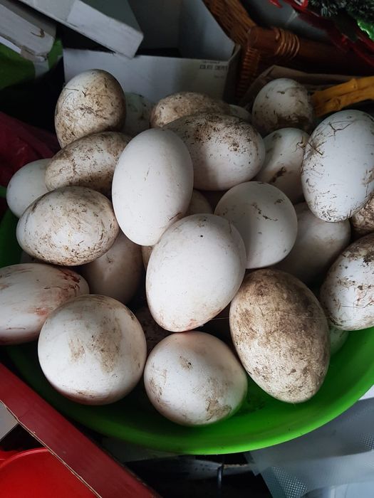 Vând Oua de Gasca/Gaste