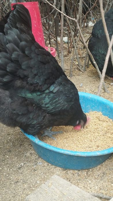 Инкубационное яйцо