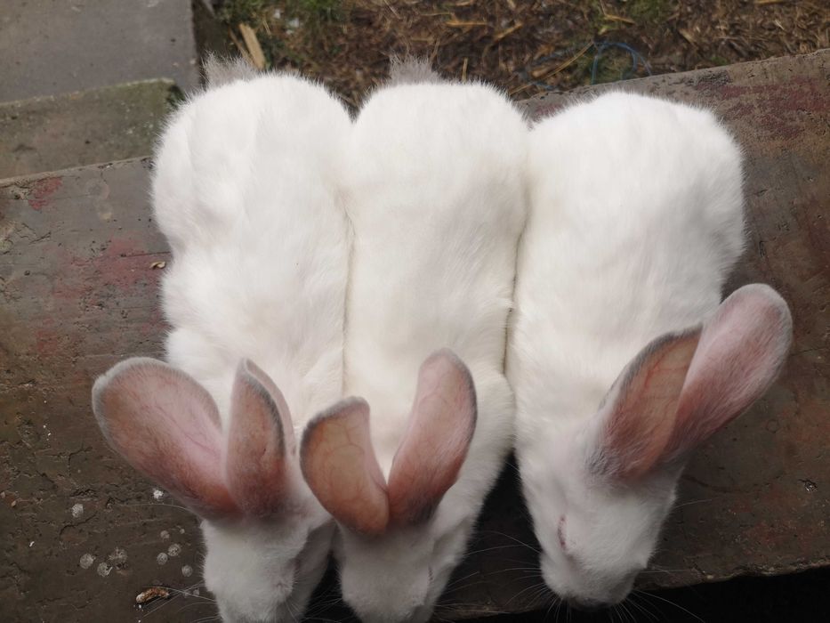 Iepuri Hycole Francez – rasă bună pentru carne