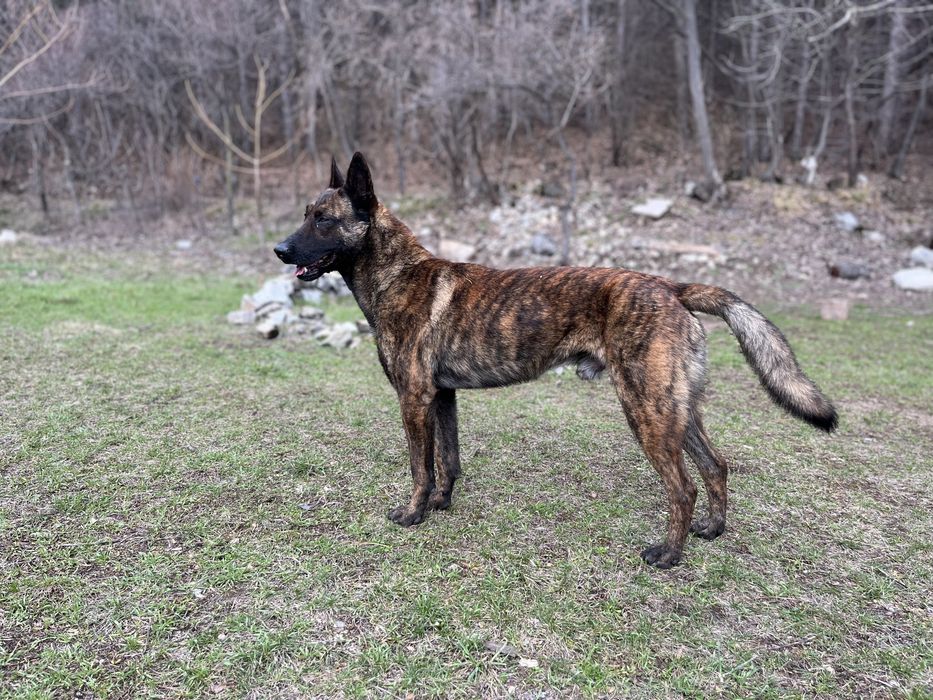 холандска овчарка търси женска за потомство