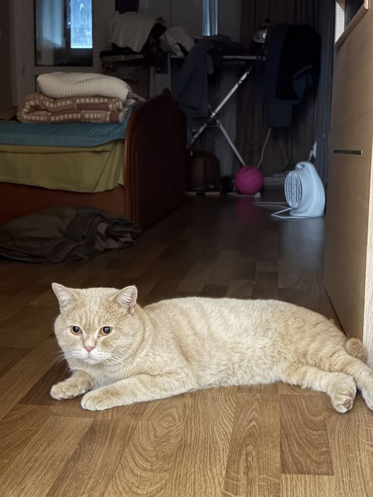 Кота в добрые руки