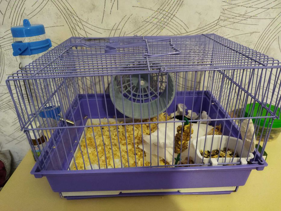 Продается хомяк девочка