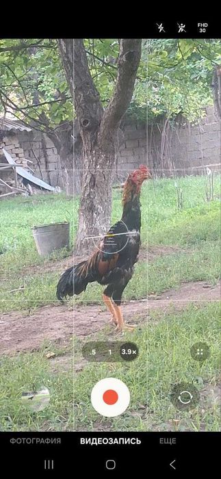 Xo'roz, Хўроз urushadigan dakan xo'roz