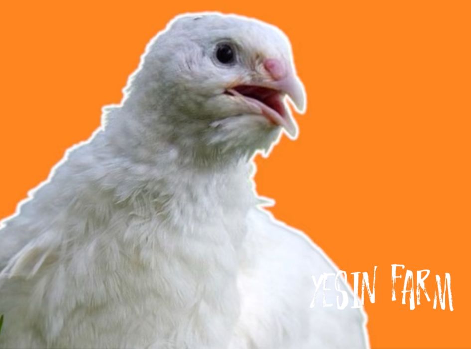 Техас инкубационные яйца перепелов, мясная линия