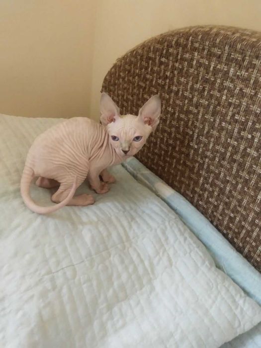 Продаётся котёнок Бамбино