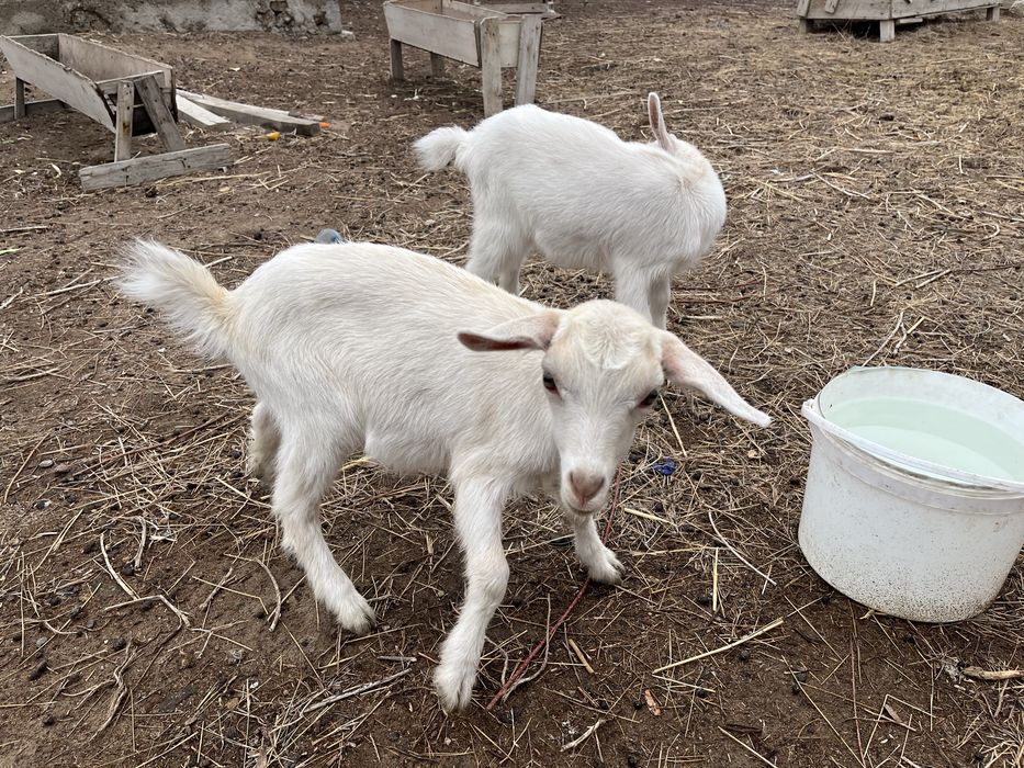 Ешки лак ургашы ешки