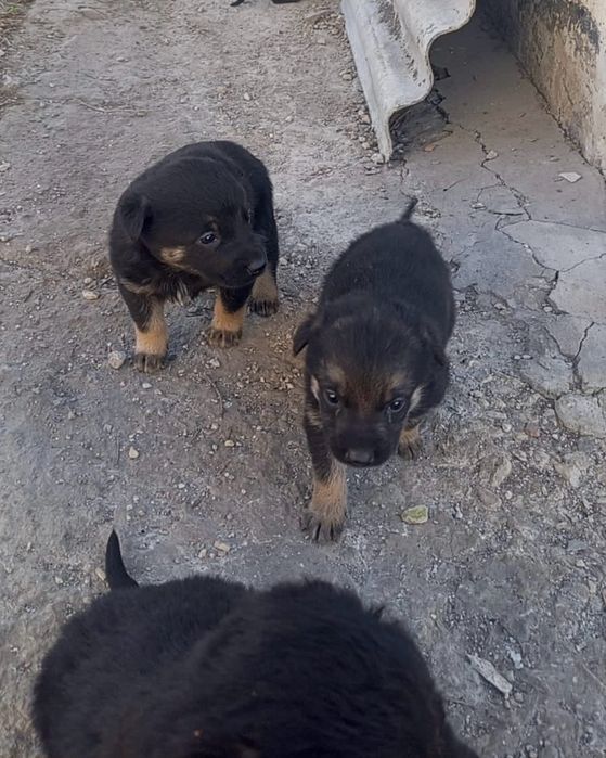 Щенки метисы в хорошие руки