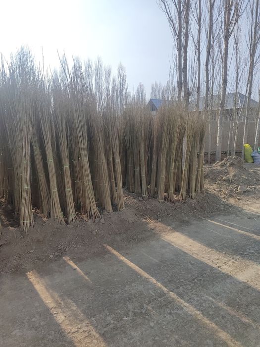 Terak koʻchatlar sotiladi optom narxlarsa