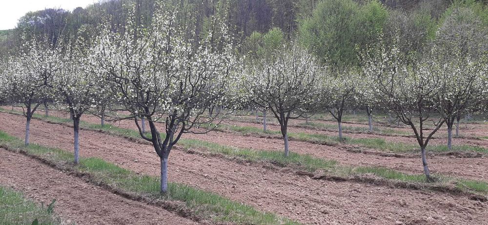 Livadă tânără de pruni altoiți în Jupânești (Tudoreasa), Gorj