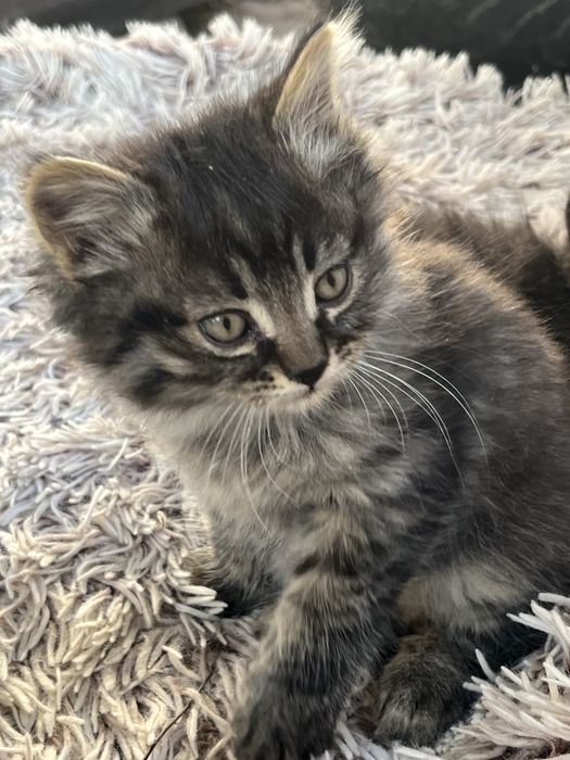 Мальчик. Котенок. Номер: +7 747 897 6449