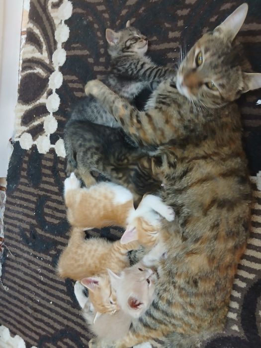 Котята Даром 5 шт