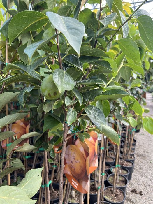 Kaki la ghiveci peste 1m