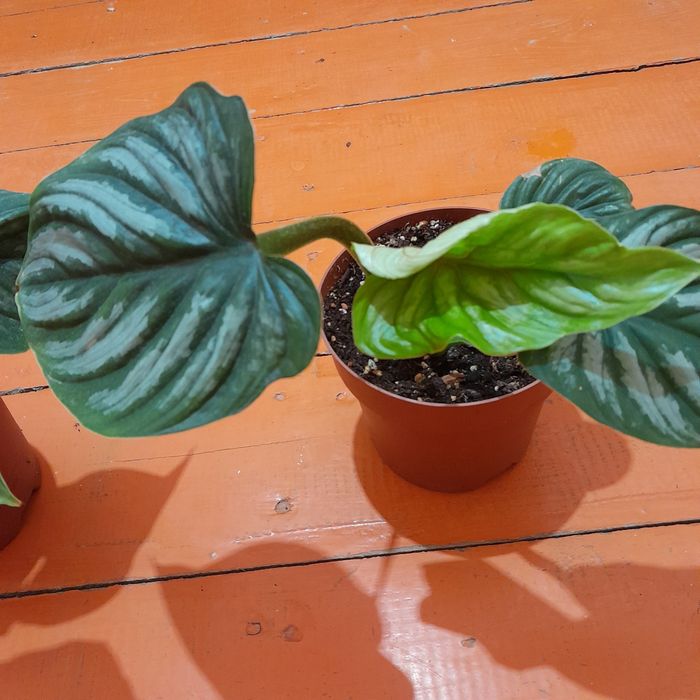 Филодедрон пловмани