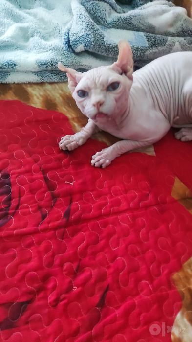 Молодой котик приглашает на вявку